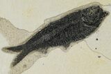 Knightia Fossil Fish Mortality Plate - Wyoming #222870-1